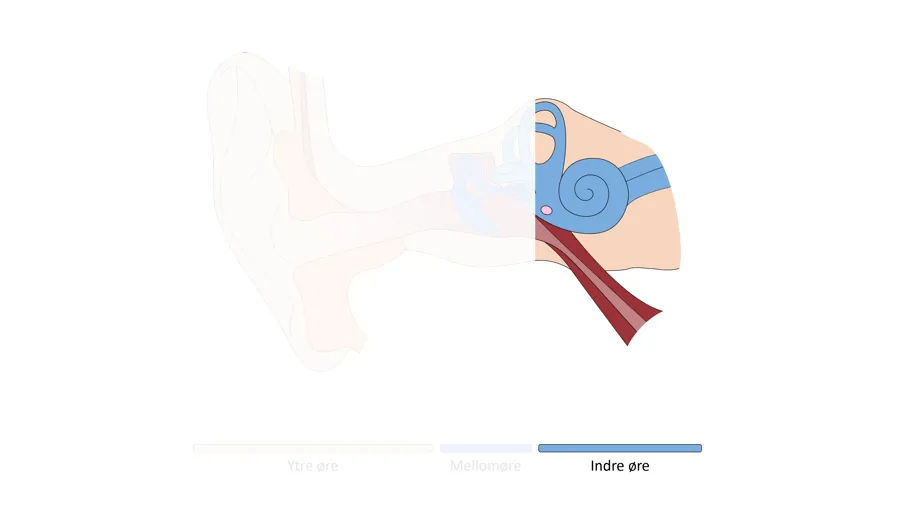 Tegning av det indre øret med balanseorganet og sneglehuset.