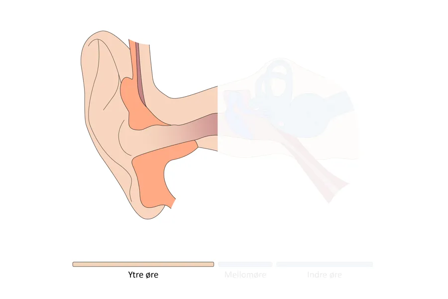 Illustrasjon av den ytre delen av øret.