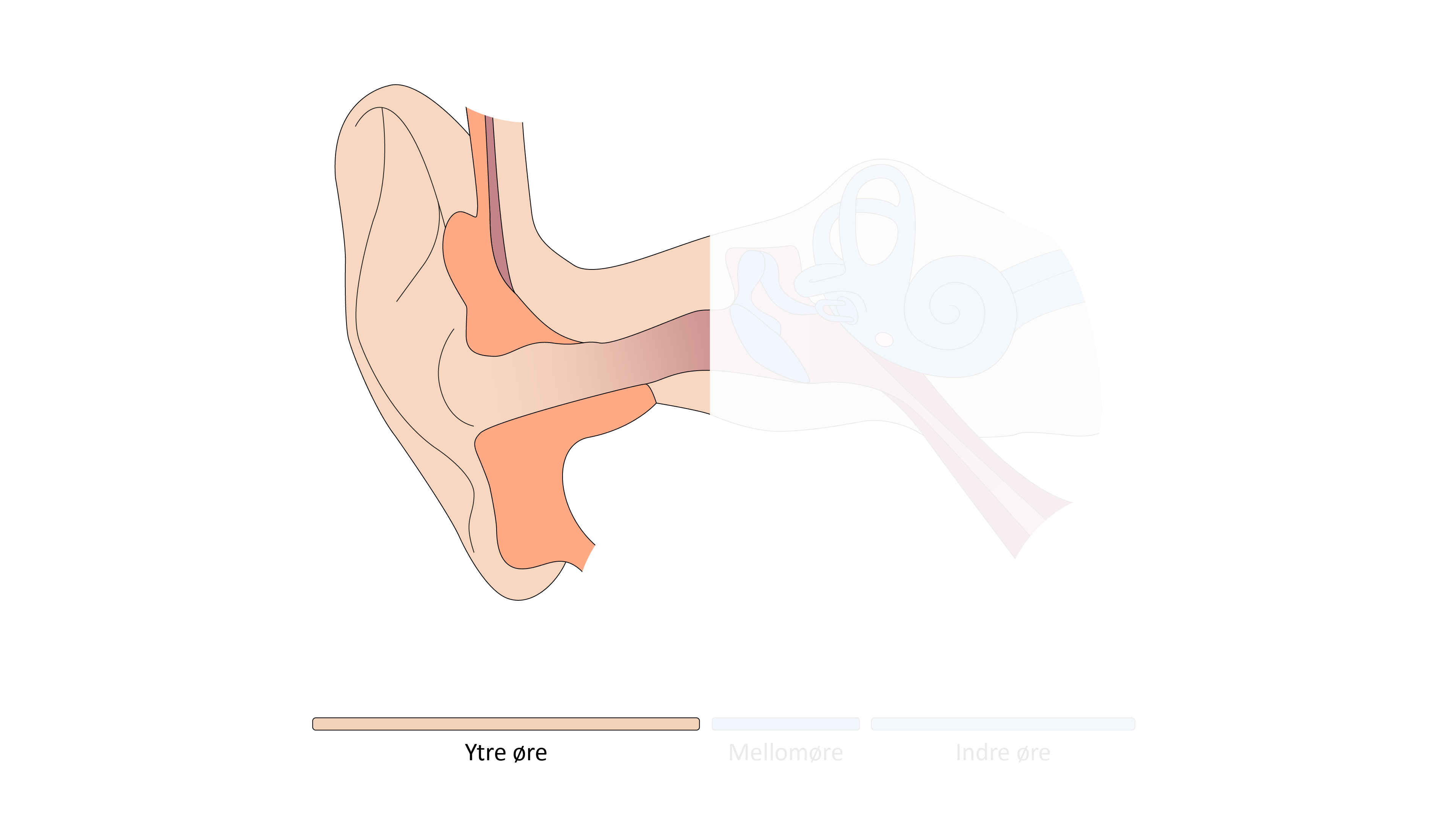 Illustrasjon av et øre.