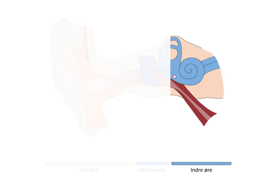 Illustrasjon av et øre.